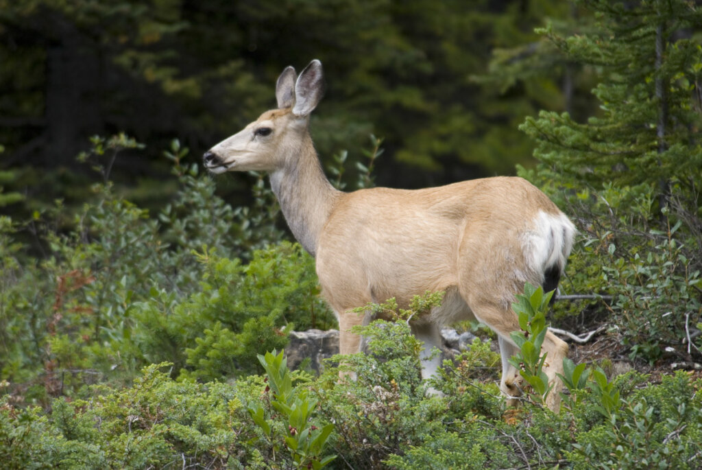 Tradition Meets Tomorrow: Fund Voices for Nature