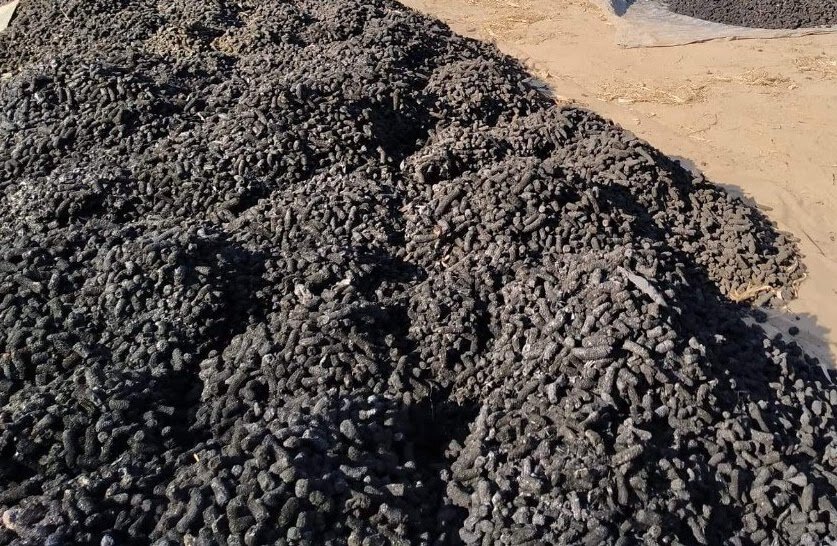 Climate Action Thai Farmers Scaling Carbon Removal