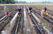 Climate Action Thai Farmers Scaling Carbon Removal