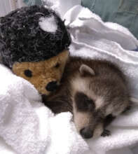 Sleeping baby raccoon