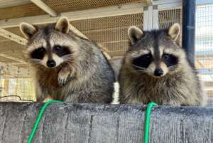 Overwintering Raccoons - last fall's babies