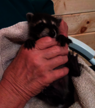 Me with a Baby Raccoon