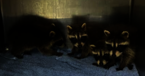 Orphaned raccoons