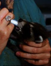 Baby raccoon