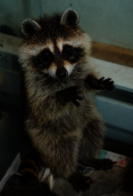 Cute baby raccoon