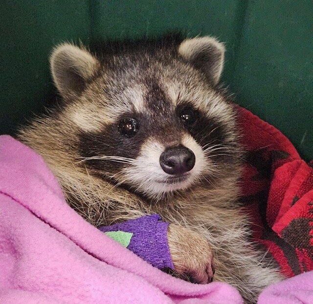 One of our 200+ raccoons annually