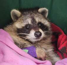 One of our 200+ raccoons annually