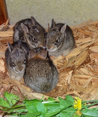 Cottontails