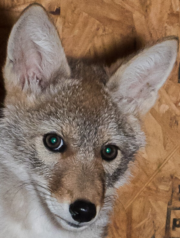 SASSY, permanent coyote