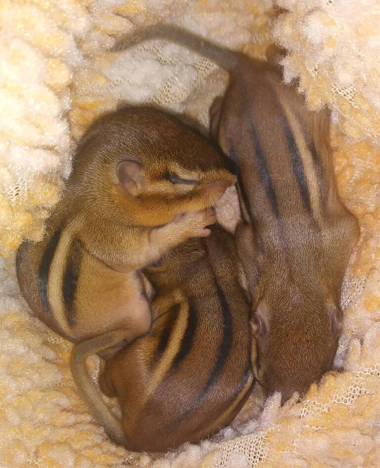 Chipmunks sleeping