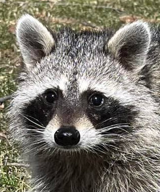 ARNOLD the raccoon
