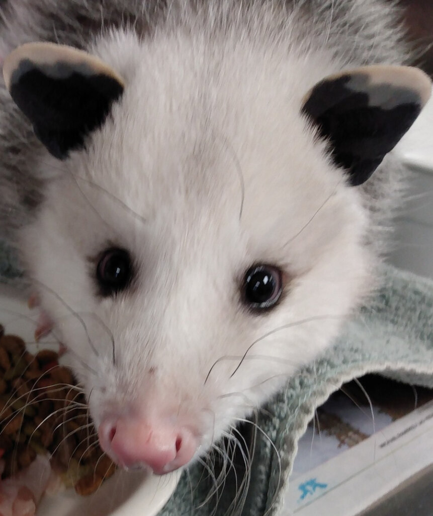 Second Chances:Building Hope for Orphaned Raccoons