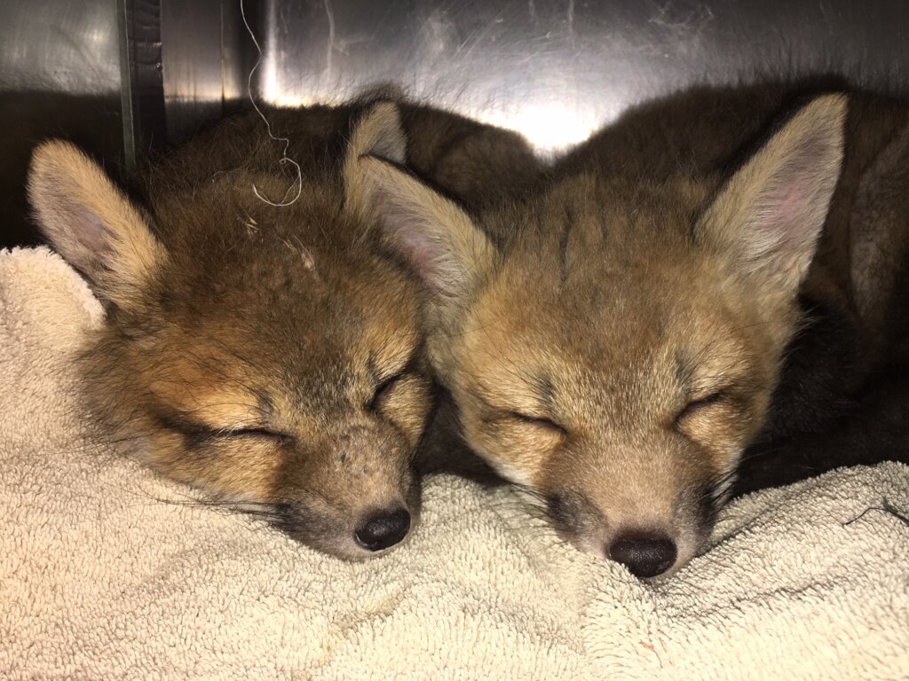 Second Chances:Building Hope for Orphaned Raccoons