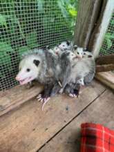 Opossum mom and babies