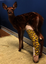 Bethany, injured fawn