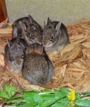 Cottontails