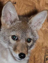 SASSY, permanent coyote