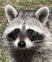 ARNOLD the raccoon