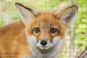 ROSIE the red fox