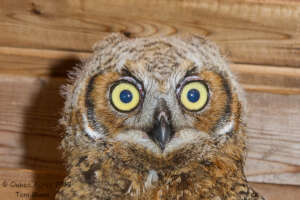 Great-horned owl juvenile