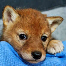 Coyote pup