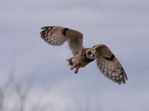 Short-eared owl release