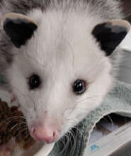 Opossum - just cute
