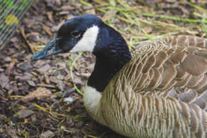 Canada goose