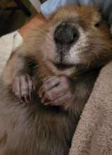 WALLY, beaver kit