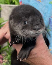 TOOTSIE, river otter pup