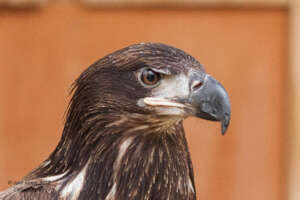 FREDDIE, bald eagle