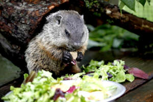 Woodchuck juvenile