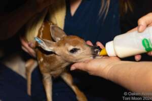 Fawn feeding time