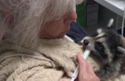 Second Chances:Building Hope for Orphaned Raccoons