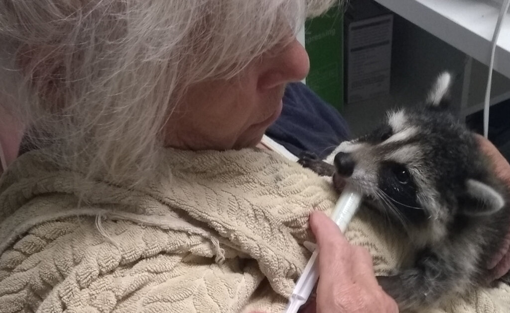 Second Chances:Building Hope for Orphaned Raccoons
