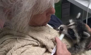 Second Chances:Building Hope for Orphaned Raccoons