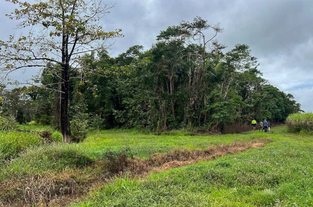 Kick start the Restoration Era in the Daintree