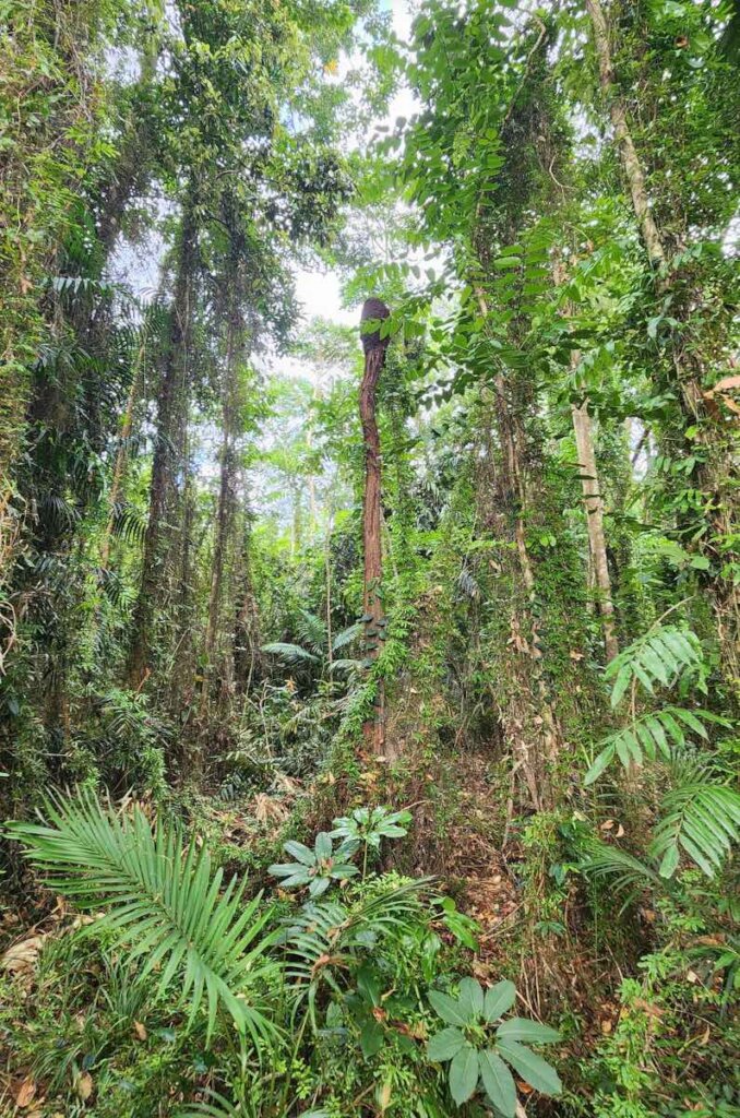 Kick start the Restoration Era in the Daintree