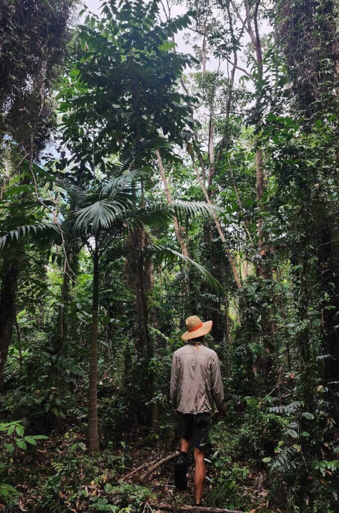 Kick start the Restoration Era in the Daintree