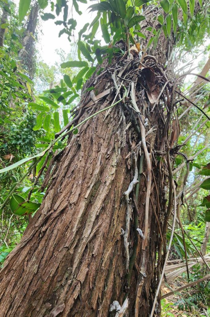 Kick start the Restoration Era in the Daintree