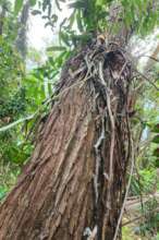 110 Cape Tribulation Road_interior