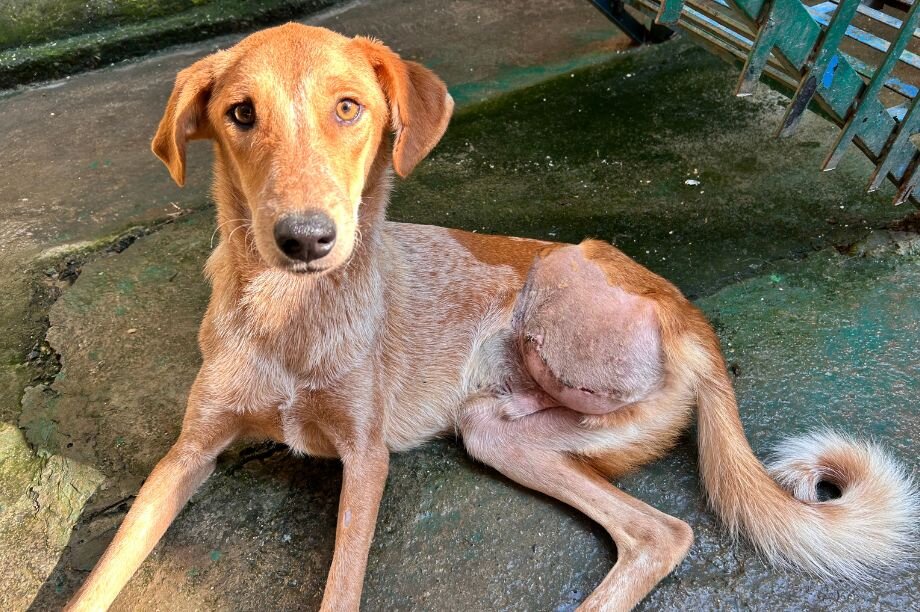 From Street to Safe: Help 100 Homeless Dogs