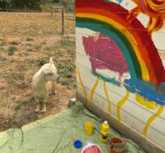 The goats approve
