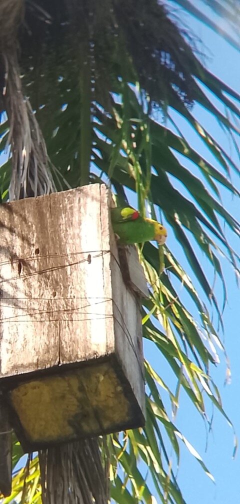 Yellow-headed amazon in nest box in Guatemala