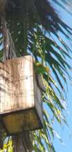Yellow-headed amazon in nest box in Guatemala