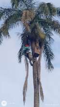 Guatemalan Parrot Ranger checking nestbox for eggs