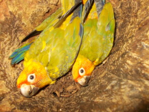 Endangered wild sun parakeet chicks in nest