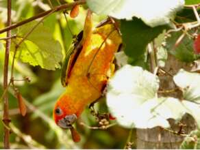 Endangered wild sun parakeet in Guyana