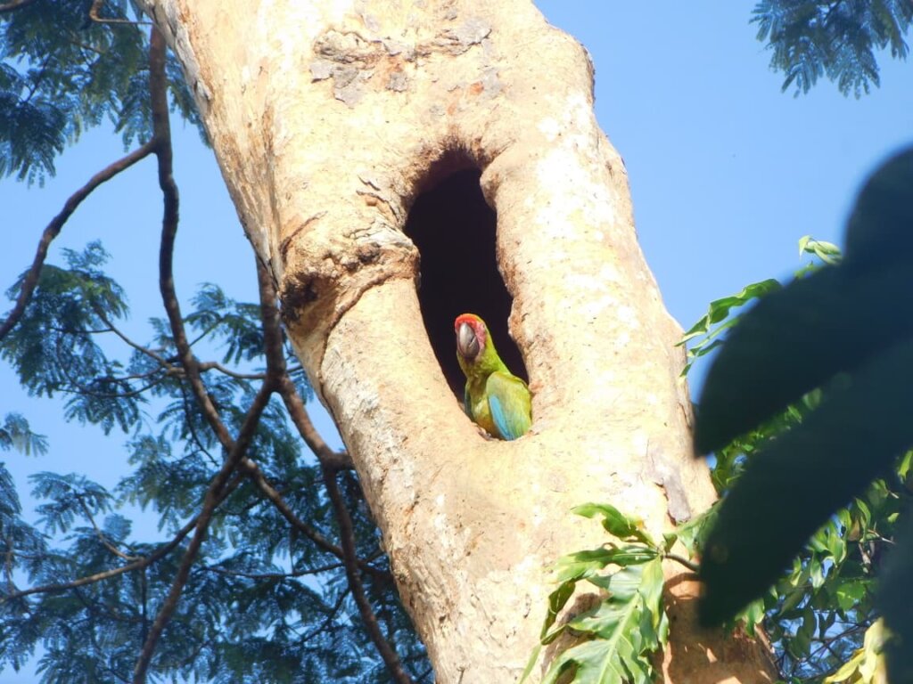 Great green macaw in nest cavity in Honduras