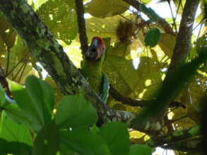 Great green macaw in Honduran wildlife sanctuary